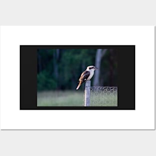 Kookaburra Posters and Art